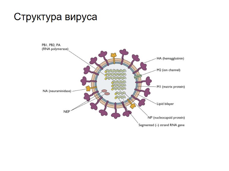 Структура вируса